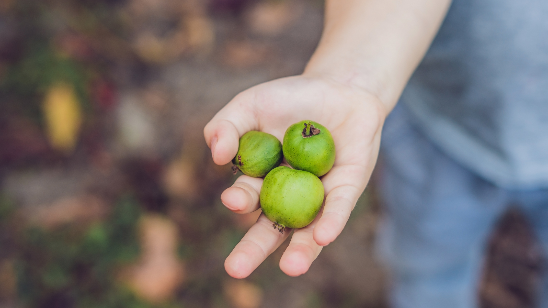 Wow Fruit Kiwi Berries