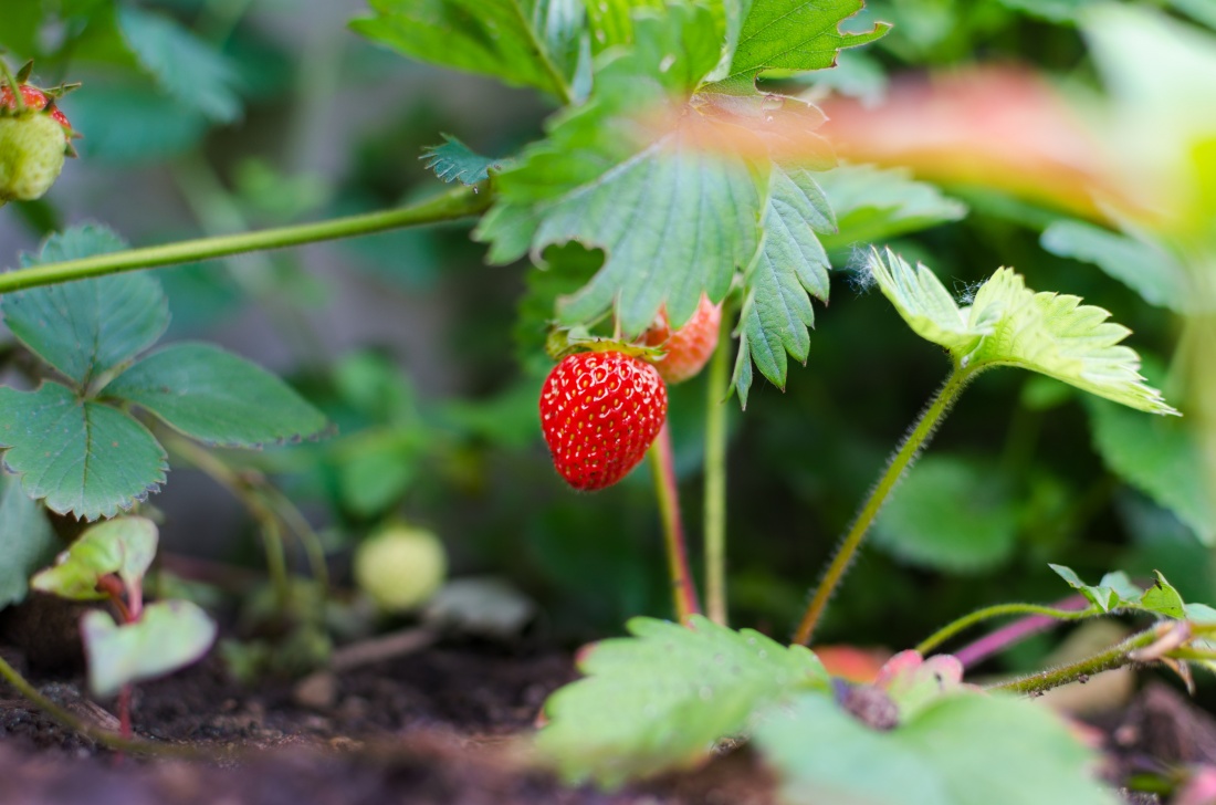 Agriculture Berry Close Up 298696